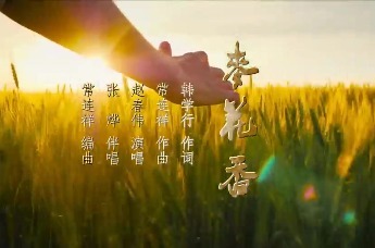 原创歌曲《麦花香》｜出品：沧州广播电视台