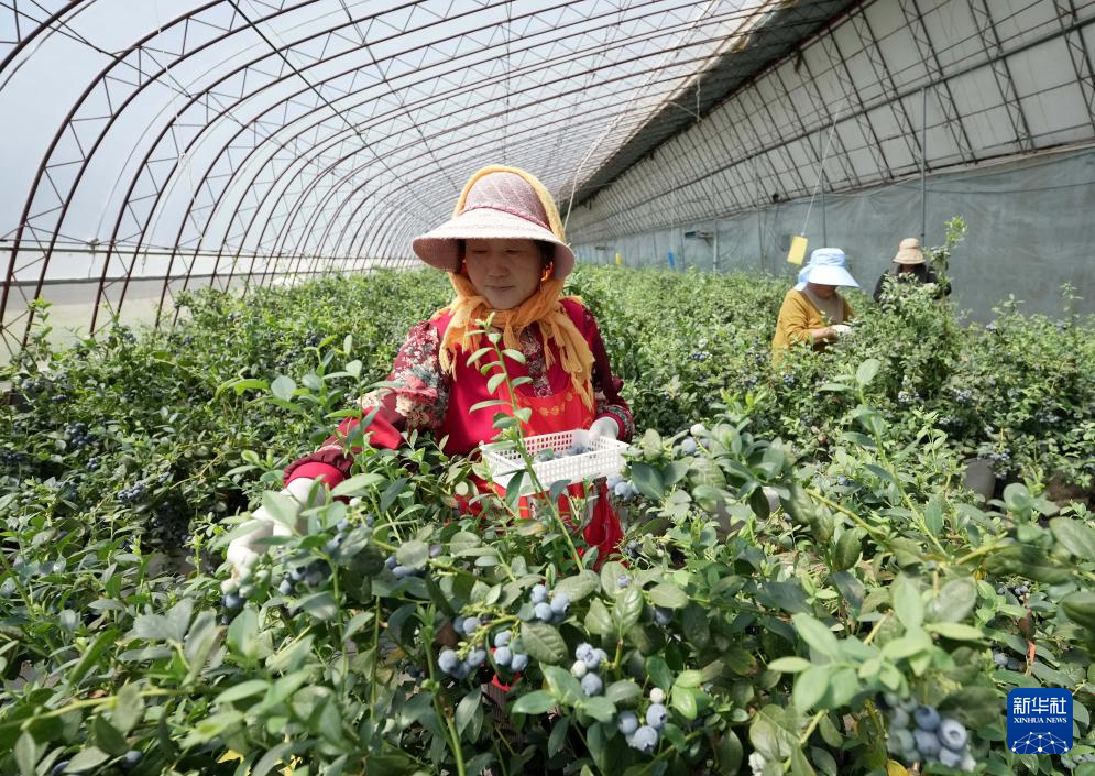 4月25日，河北省卢龙县刘田各庄镇孙田各庄村胜行家庭农场的工人在大棚内采摘有机蓝莓。