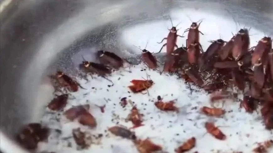 蟑螂奶成超级食品