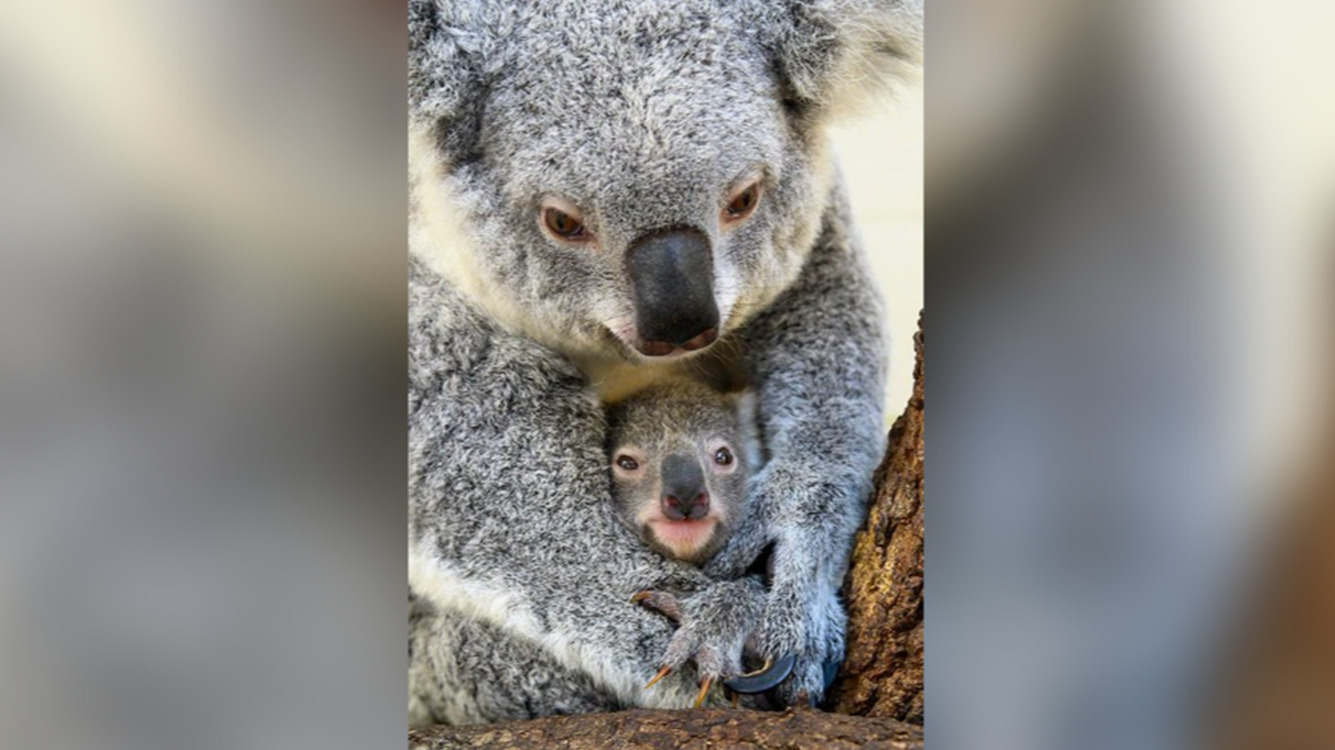 太地狱了！栖息地遭大火烧毁，为防止考拉饥饿脱水而死，澳大利亚维多利亚州当局，竟直接派直升机对它们远程射杀