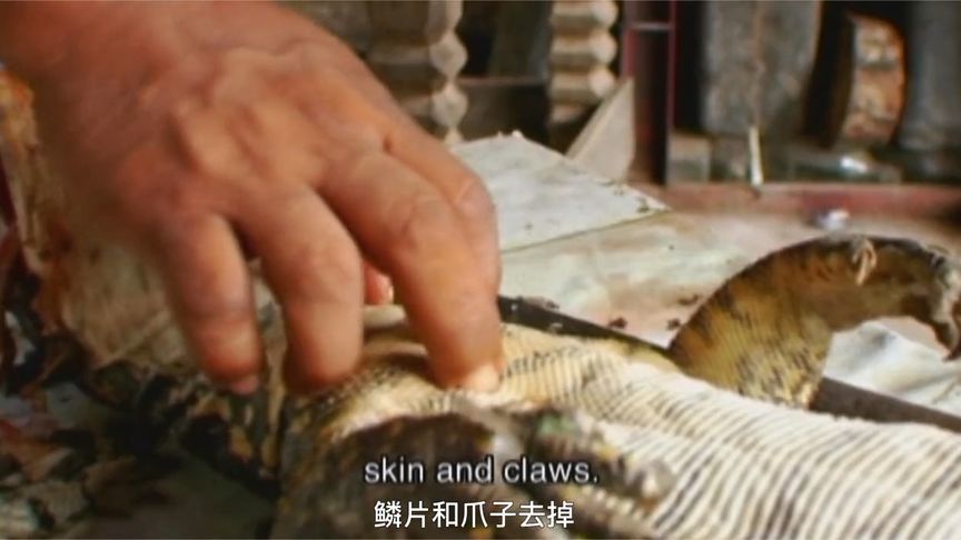 厨师现场宰杀巨蜥，头爪子内脏都不要，剥皮油炸当小菜