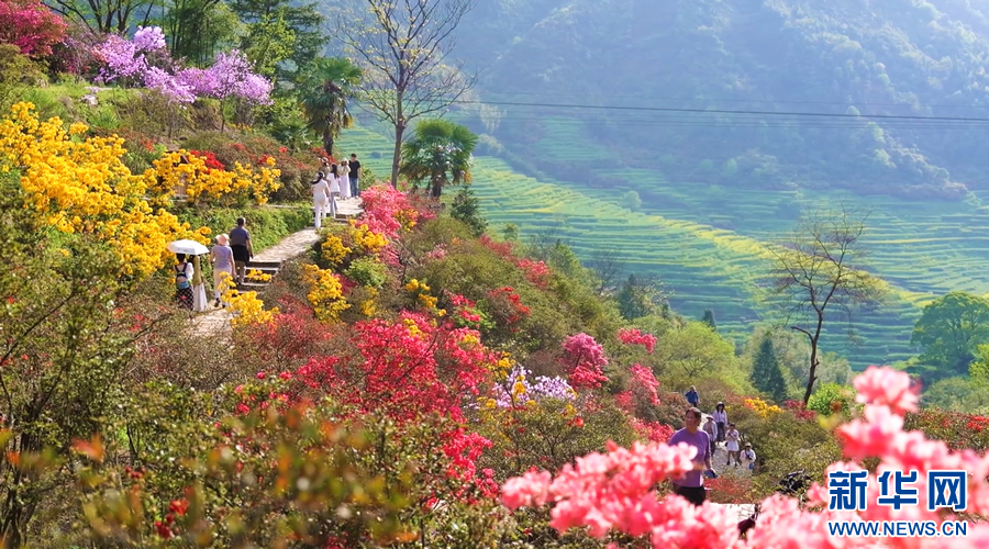 各色杜鹃交相辉映，与篁岭特有的梯田景观完美融合。新华网发