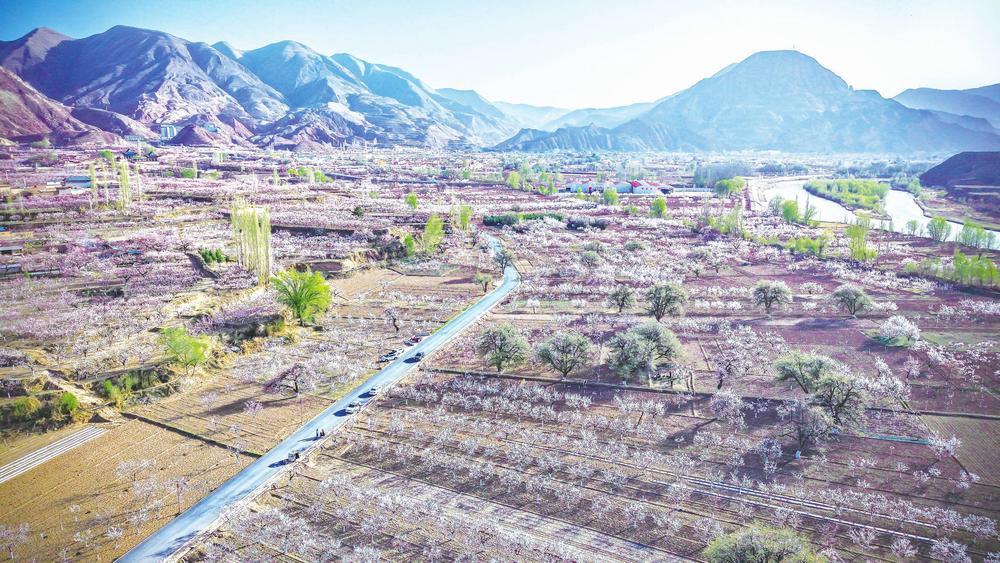 日前，东乡县唐汪镇杏花竞相盛开。新甘肃&middot;甘肃经济日报通讯员　陈坤　摄