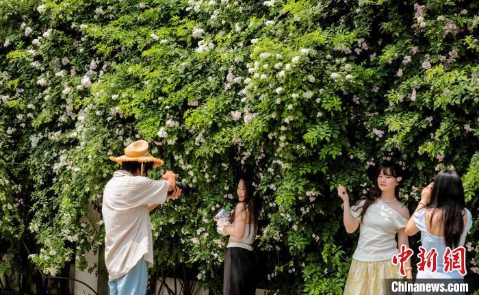 湖北武汉：百米蔷薇“花瀑”墙引民众争相打卡
