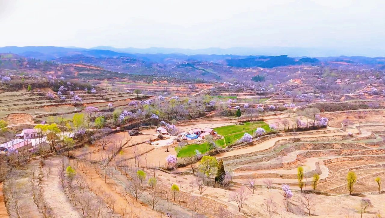 春日华亭有约 花花世界惹人“桃”醉