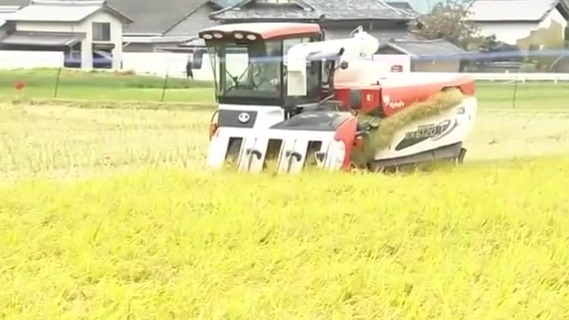 释放储备后米价仍没下降，日本农林水产大臣向国民道歉