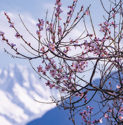 雪域桃源花灼灼（一朵花读懂一座城）