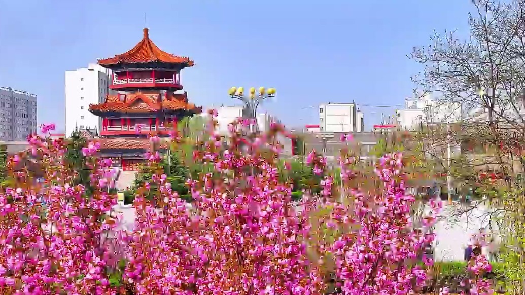 “樱”你而来！这个春天一起“香”约华亭