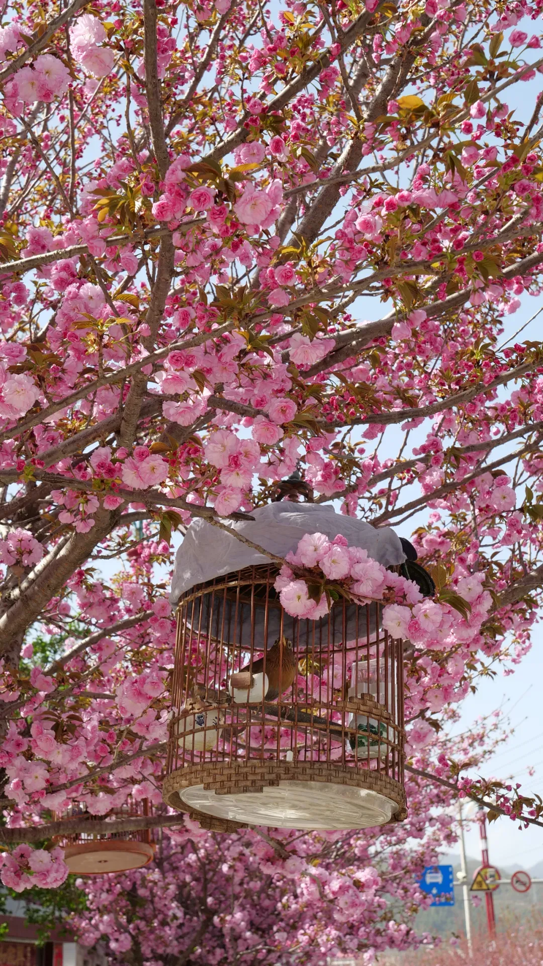 本组图片@陇南两当发布