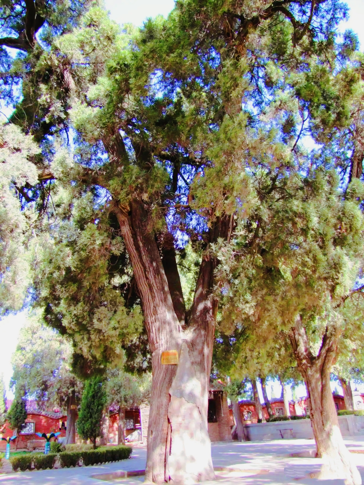 王符手植柏(40321032)-20250423200719.jpg
