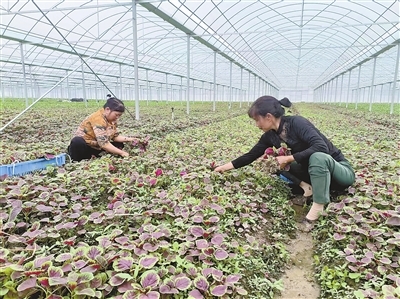 村民在枫田镇洋田村千亩供粤港澳蔬菜产业基地采摘蔬菜。本报全媒体记者 曹诚平摄