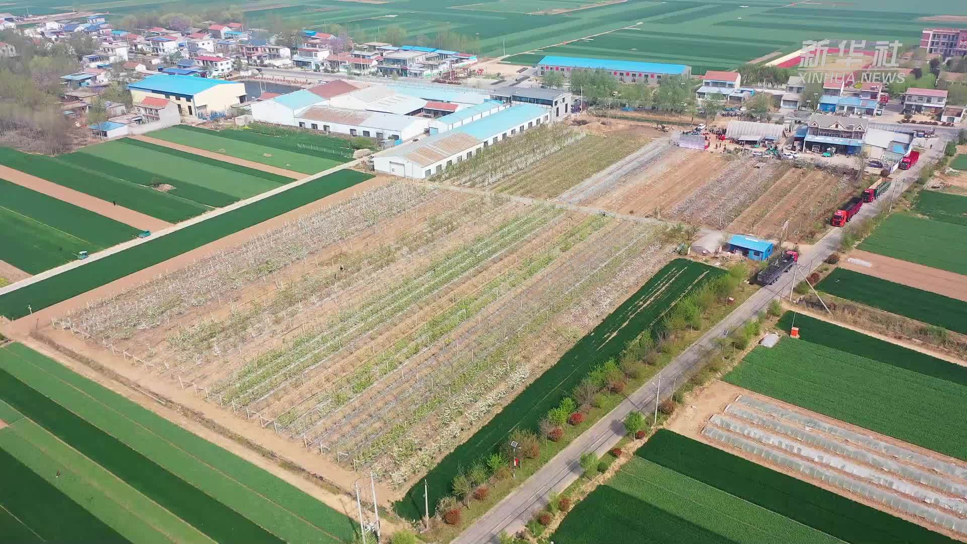 千城胜景｜山东巨野：梨园春色醉游人