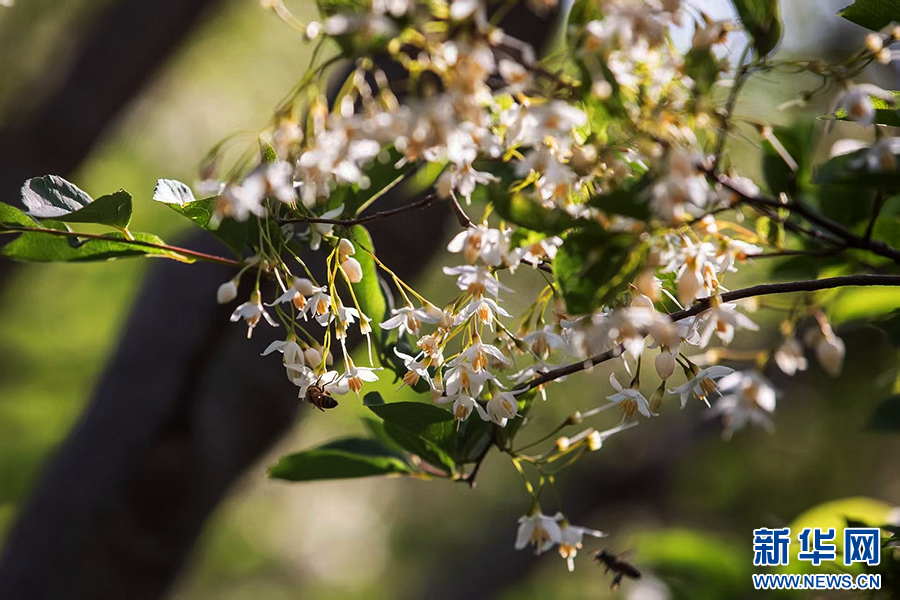 4月17日，河南省驻马店市确山县三里河街道老虎山的山谷中，茉莉花悄然盛开。