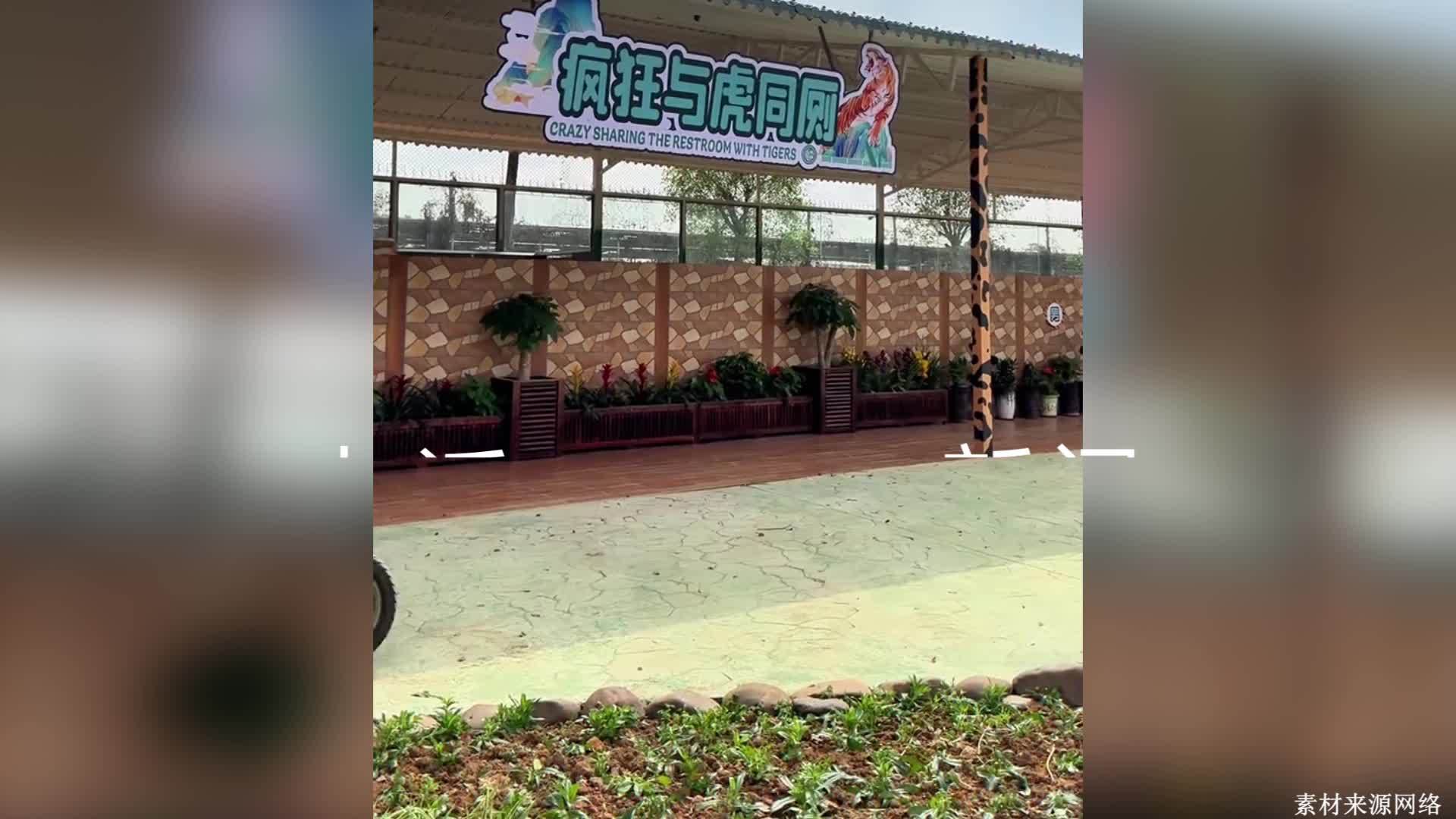 广西一动物园回应厕所设落地窗“观虎”：给游客新的观赏体验，有安全隔离装置