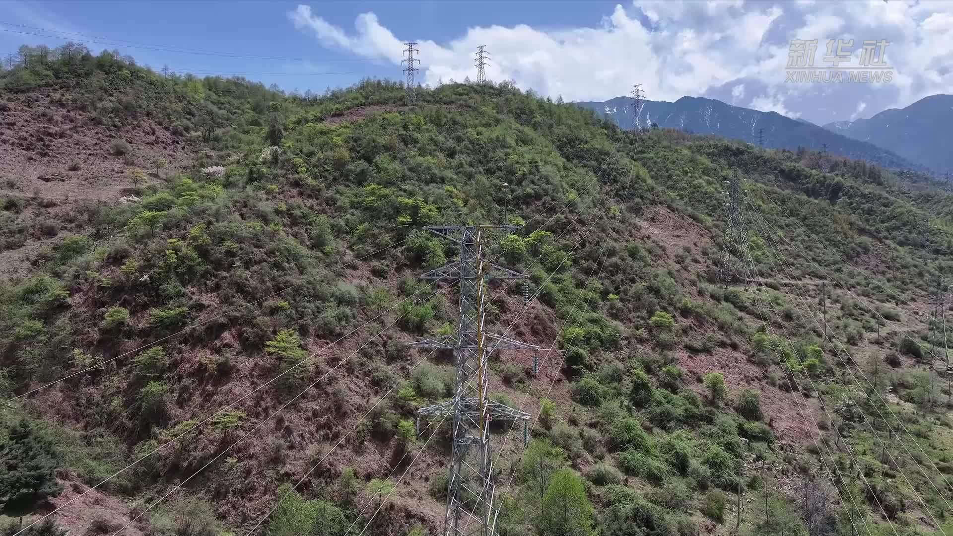 四川雅安：铁塔上的爱心鸟巢