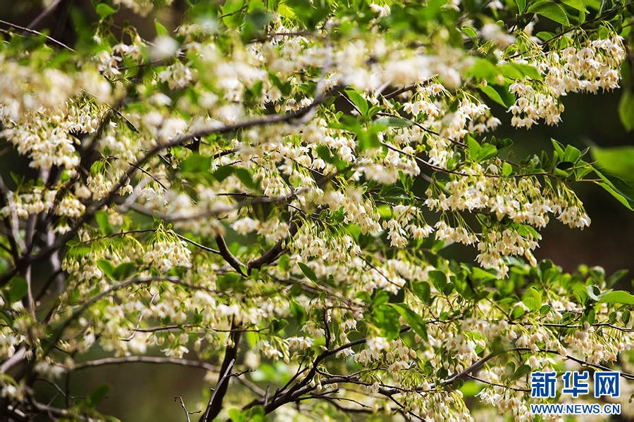 4月17日，河南省驻马店市确山县三里河街道老虎山的山谷中，茉莉花悄然盛开。