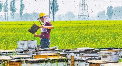 4月17日，赞皇县蜂农刘中旗带着蜂箱，到邢台市柏乡县为油菜花授粉。 本报记者 李佳泽摄