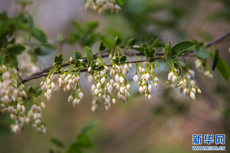 4月17日，河南省驻马店市确山县三里河街道老虎山的山谷中，茉莉花悄然盛开。