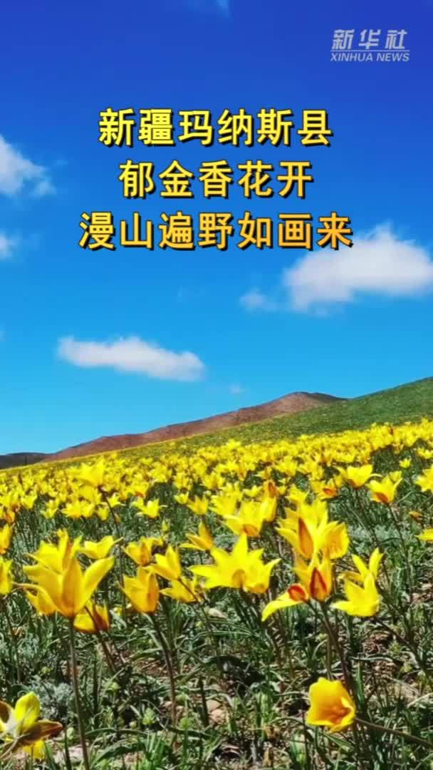 新疆玛纳斯县：郁金香花开 漫山遍野如画来