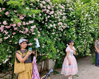 百米蔷薇“花瀑”倾泻！晴川大道网红花墙引市民争相打卡 