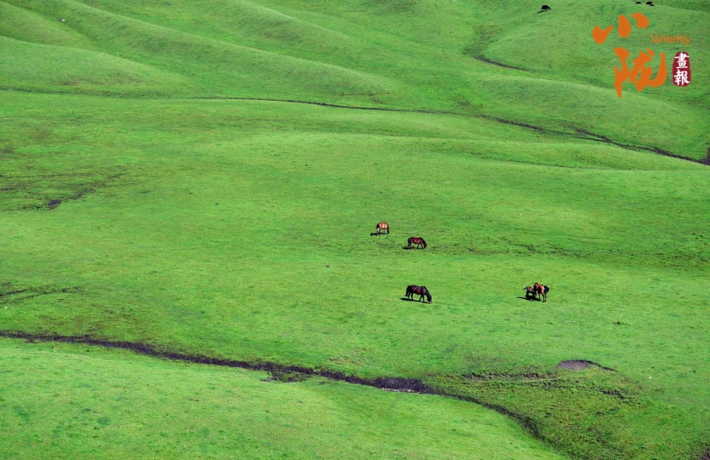 陇南千坝草原:诗意云雾 一派原始风光