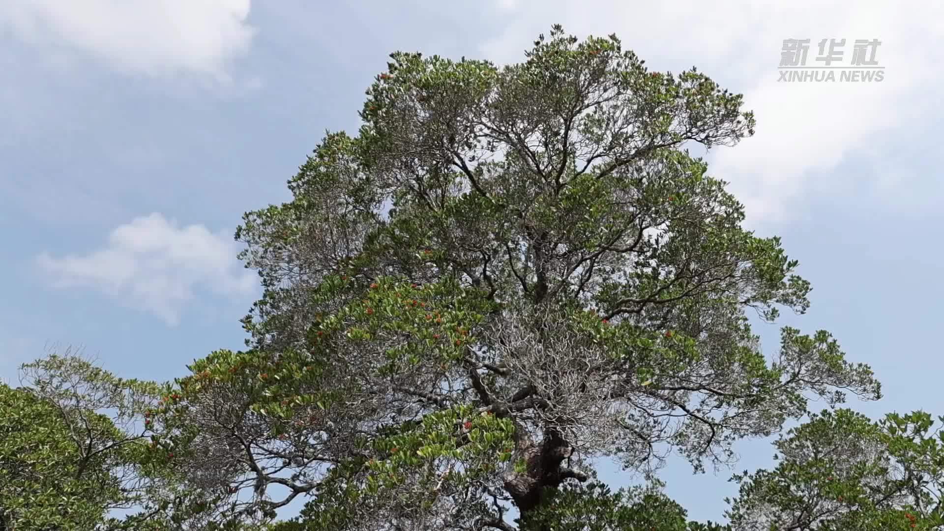“红树大熊猫”红榄李的保护之路