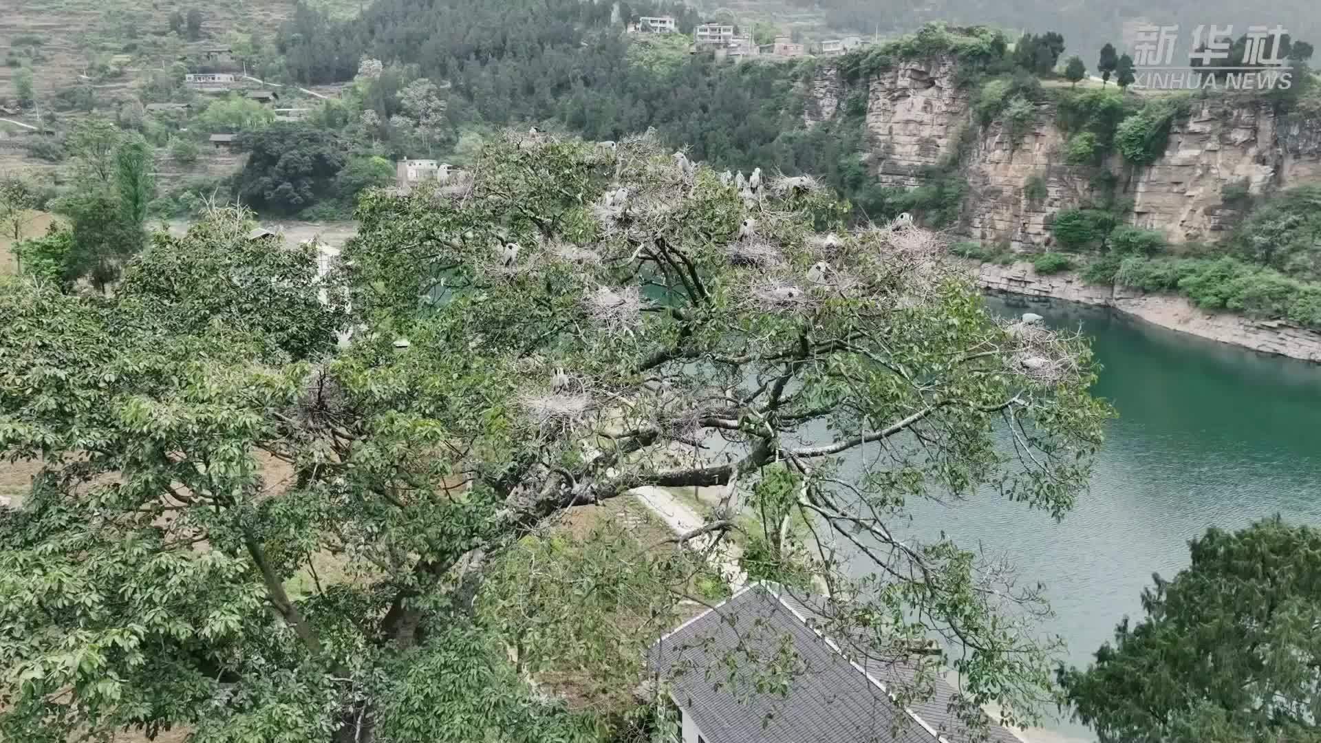 贵州桐梓：苍鹭成群栖古树