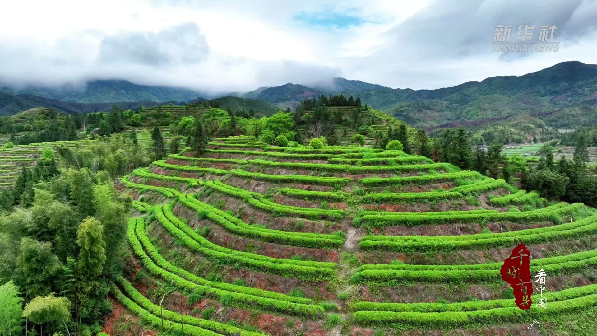 千城百县看中国｜碎铜茶：一匾青芽 半盏光阴