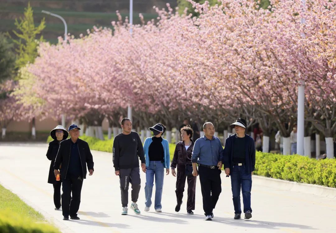 樱花树下站谁都美 在陇南邂逅春日浪漫