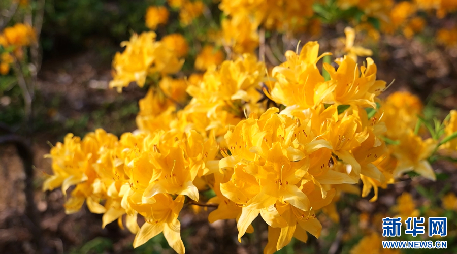 杜鹃花开正艳，春意盎然。新华网发