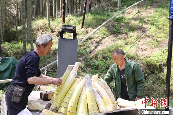 圖為銅鼓縣三都鎮大槽村，林農正在處理竹筍。銅鼓縣融媒體中心供圖