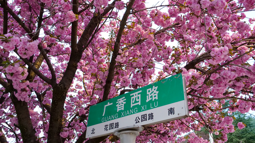 樱花树下站谁都美 在陇南邂逅春日浪漫