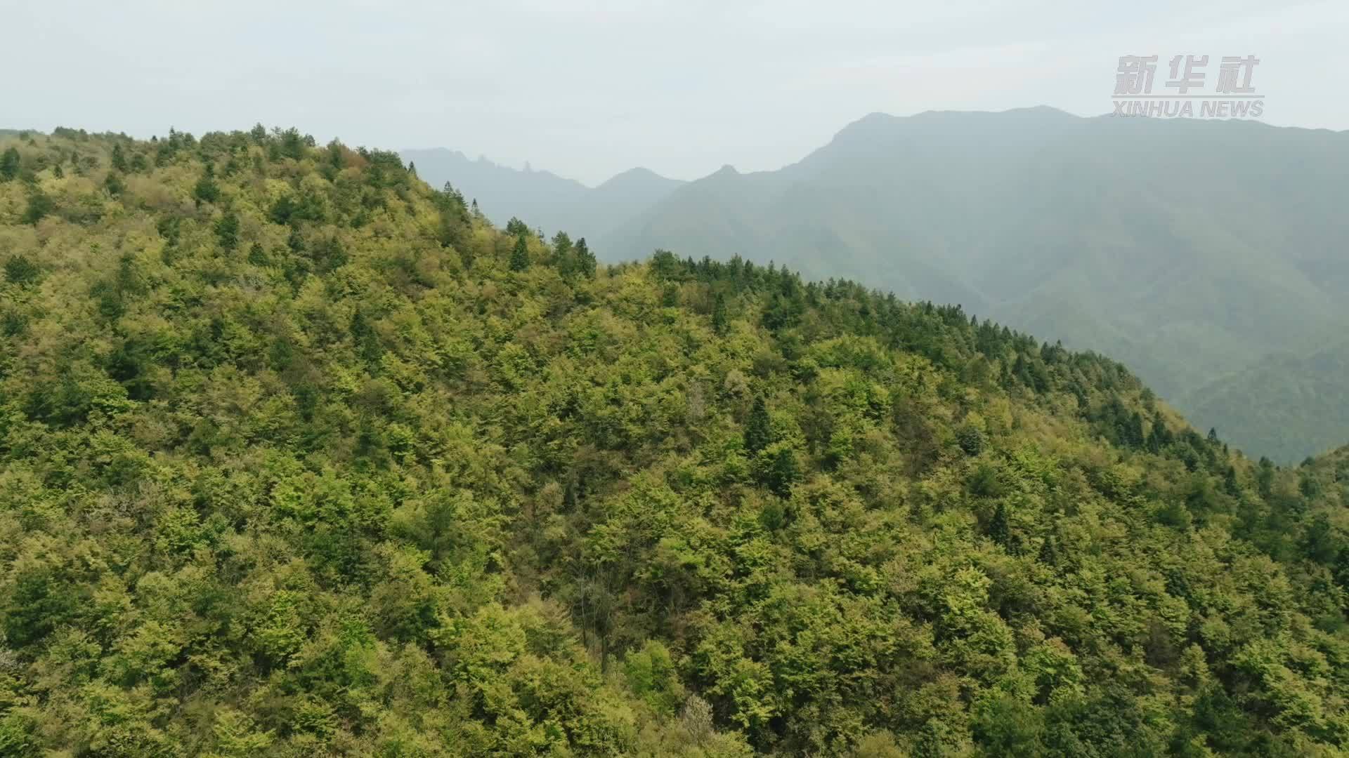 贵州梵净山：“鸽子花”如雪绽放