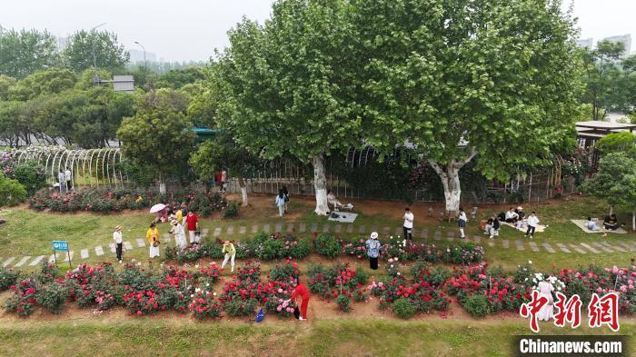 在月季园内打卡拍照的市民游客。(无人机照片) 熊锦阳 摄