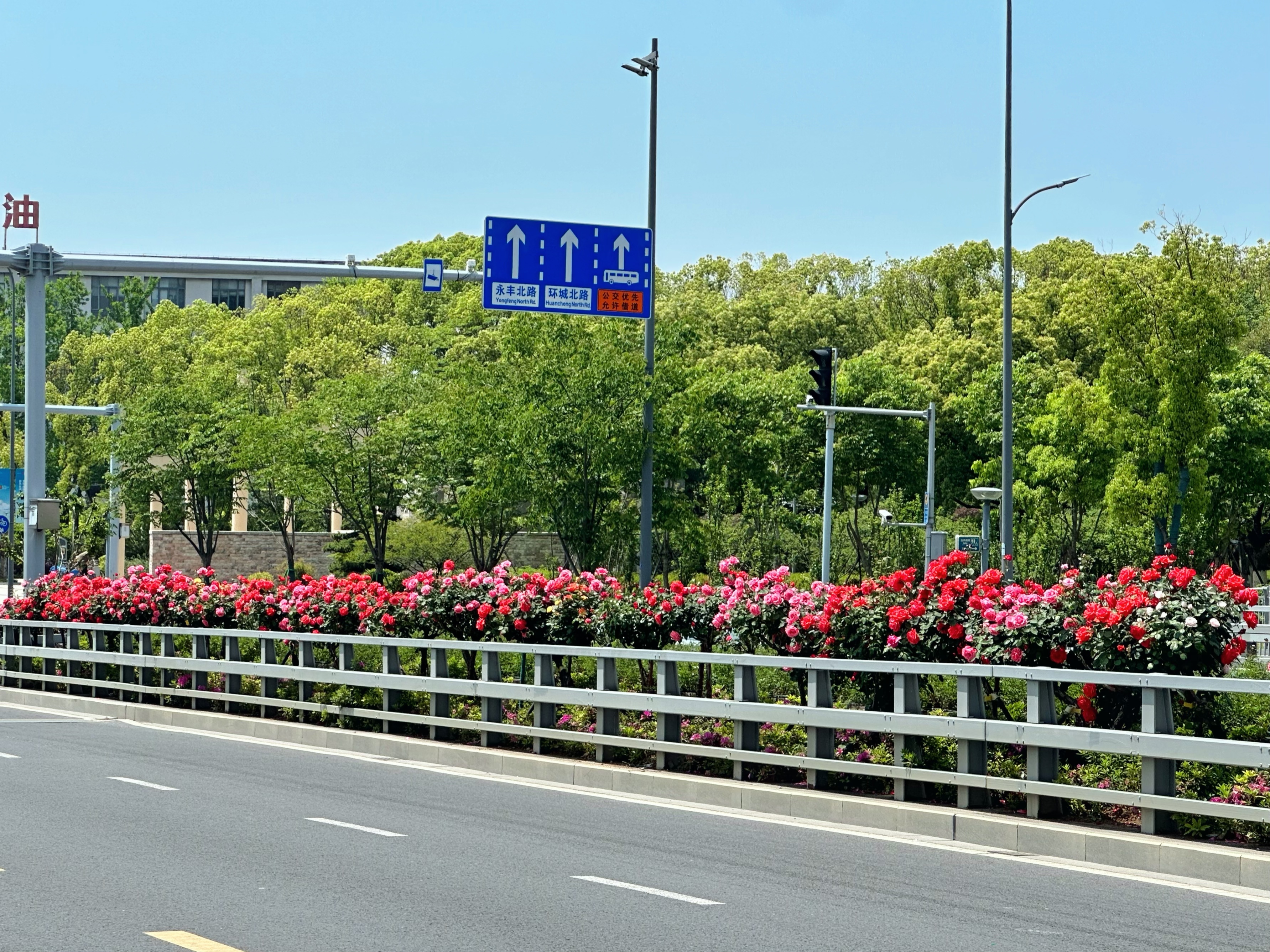 最美的风景在路上，宁波市江北区三座大桥绿化带月季如期绽放