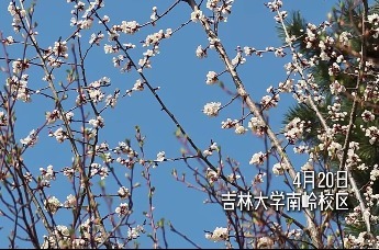 吉大杏花枝头，麻雀偷尝一口春日的甜