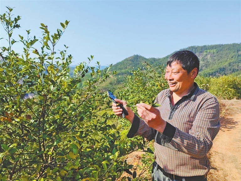 永丰镇大江村村民正在修剪枝条。江西日报全媒体记者 赵 影摄