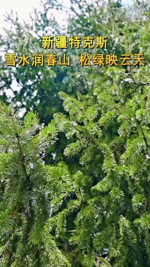 新疆特克斯：雪水润春山 松绿映云天