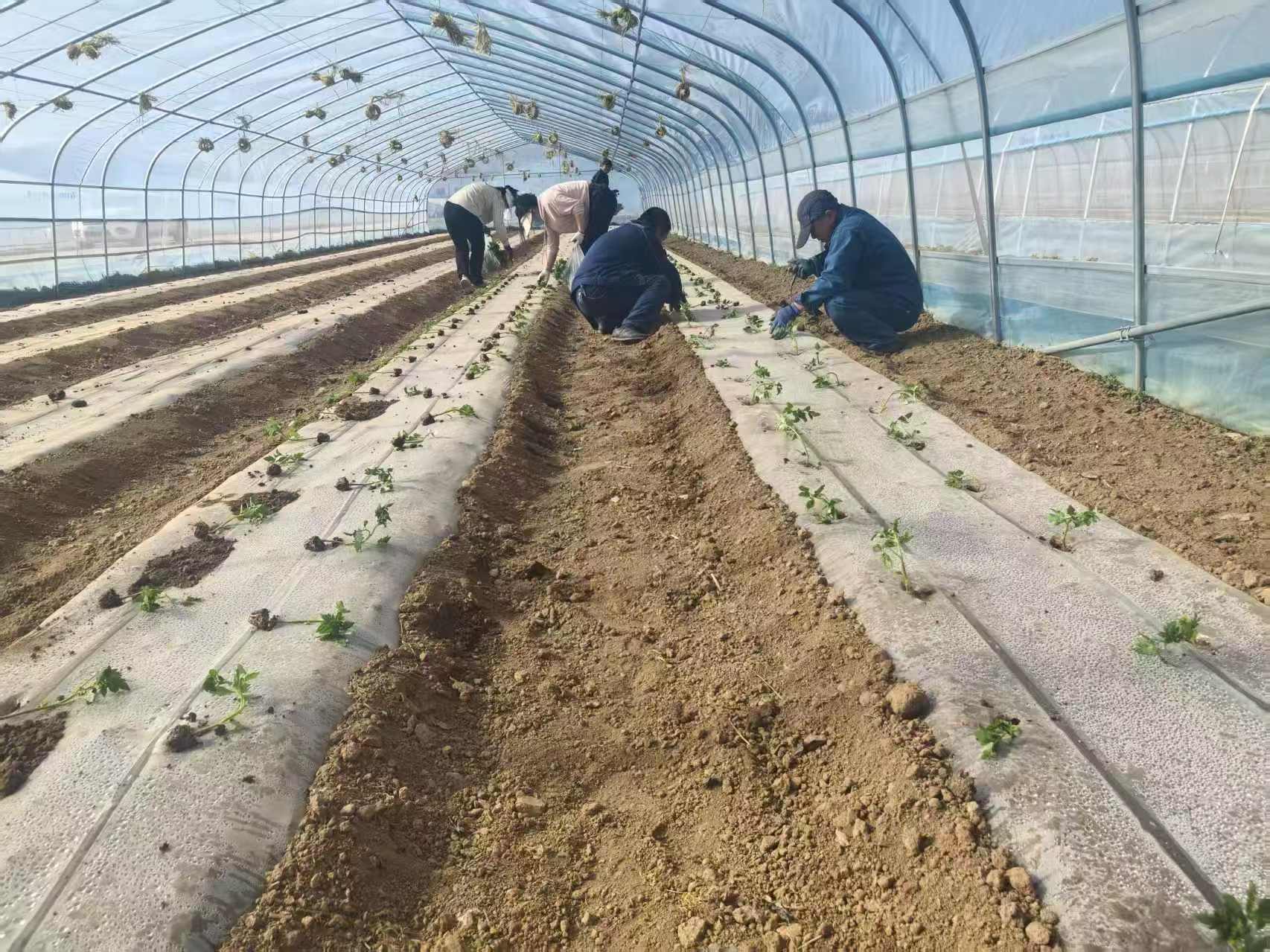 华亭智绘春耕图　“链”就富“蔬”产业