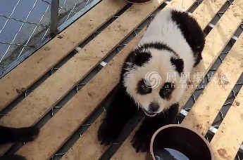蚌埠一动物园用染色狗扮熊猫遭投诉，园方回应！