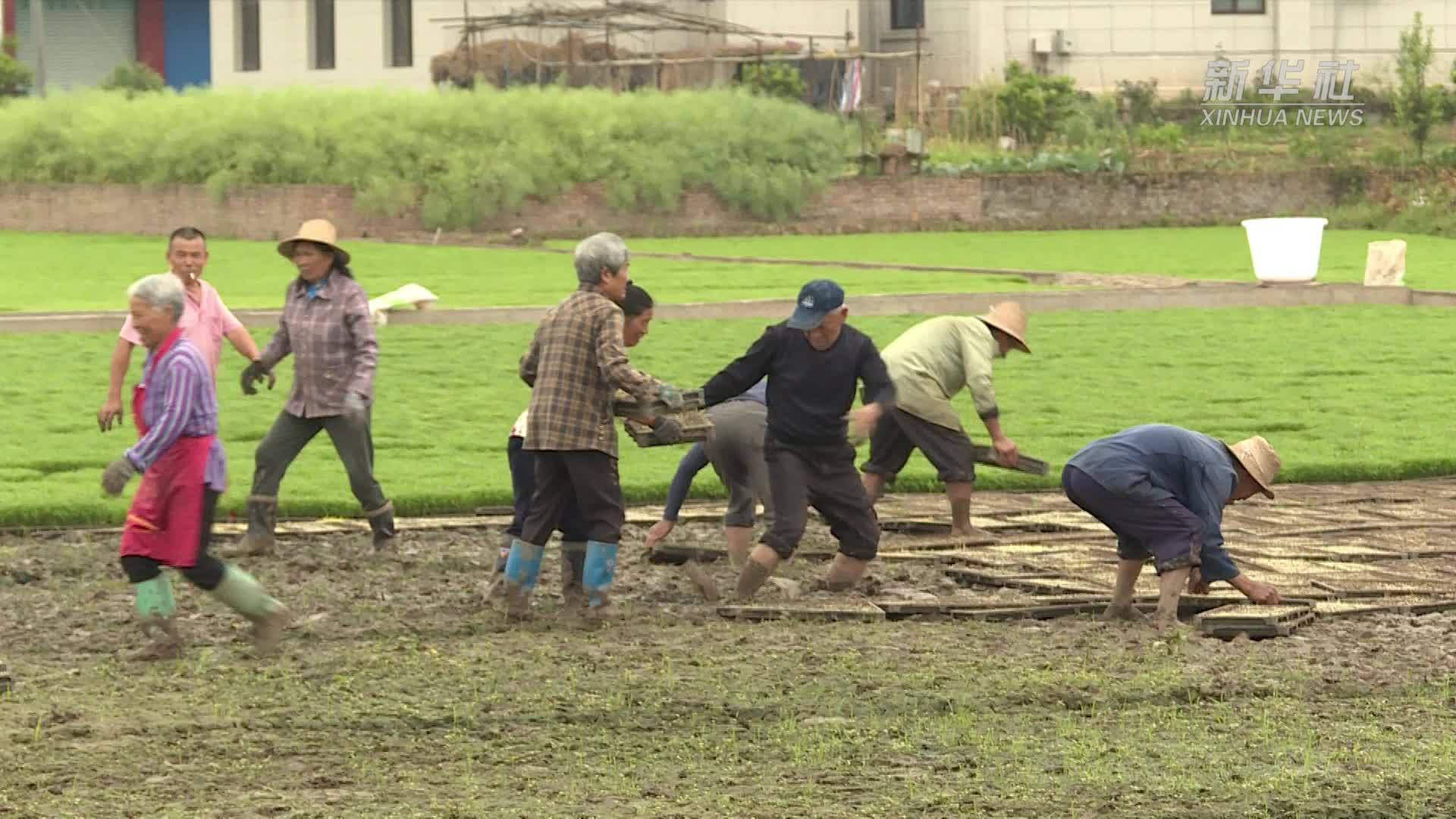 四川丹棱：机械助力 果乡育秧忙