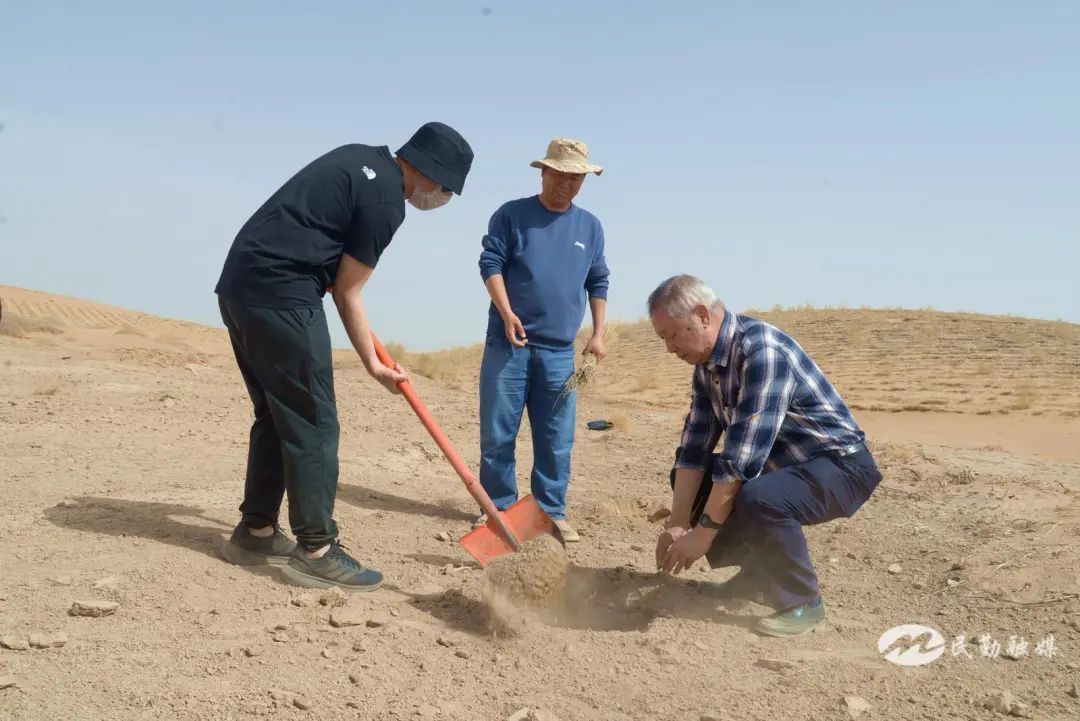 徐宪清老校长亲自栽种梭梭　吴苗　摄