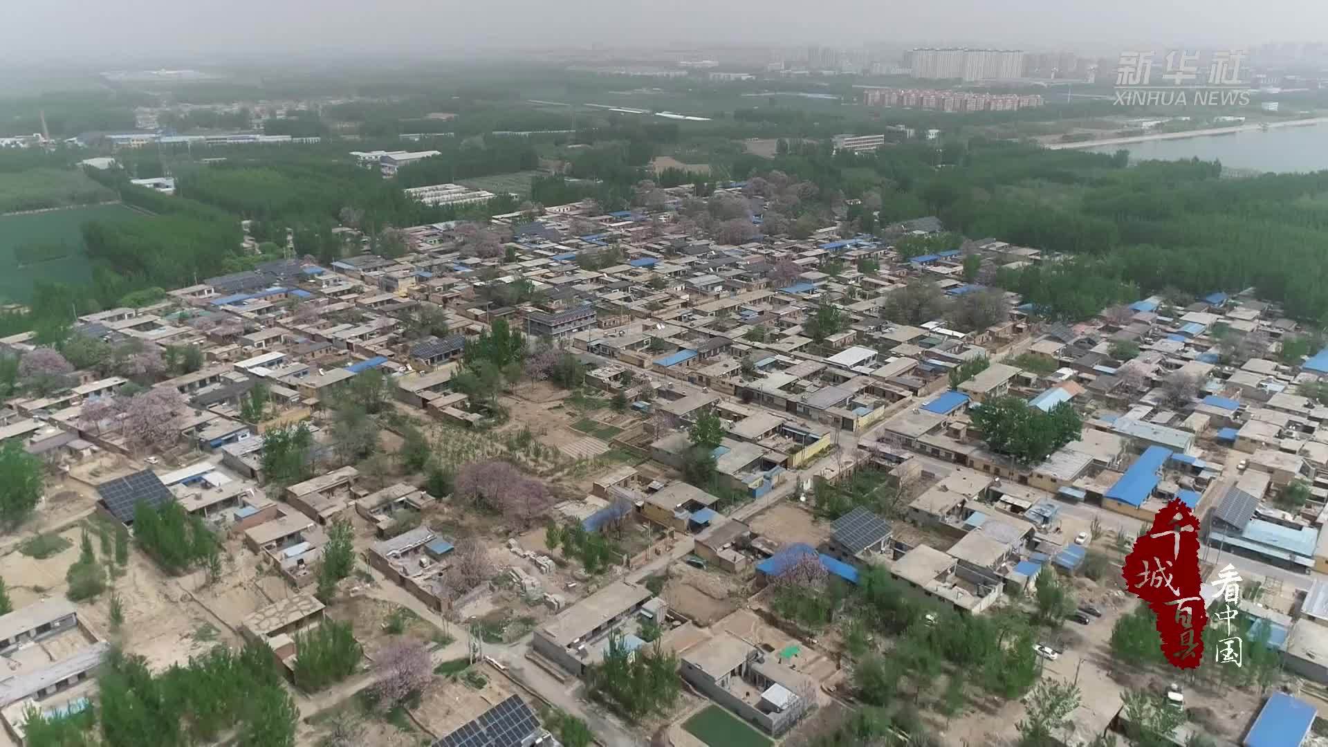 千城百县看中国｜山东东阿：大棚樱桃点亮乡村振兴“红”经济