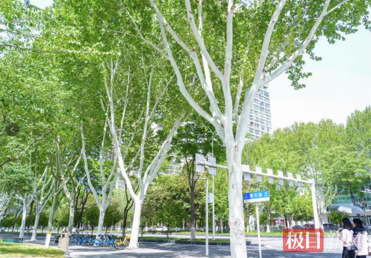 青年路法桐生长旺盛