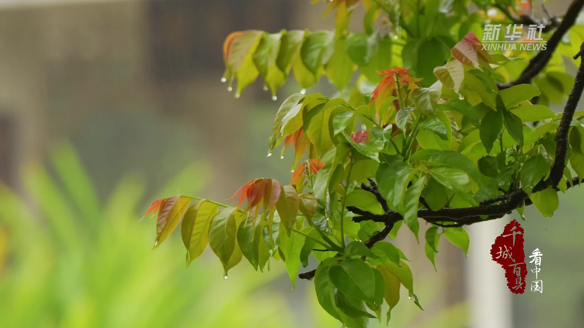 千城百县看中国｜东莞虎门：暮春槐序 雨生百谷