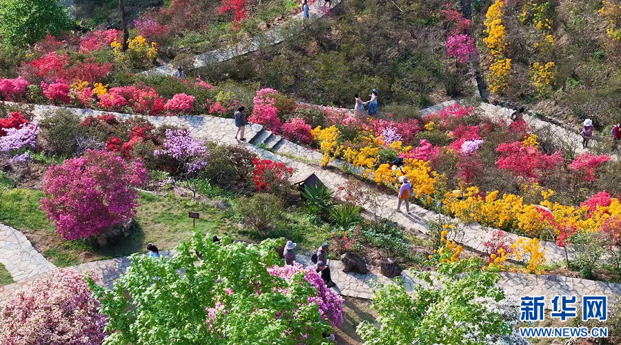 游客们在杜鹃花海中赏花游玩。新华网发