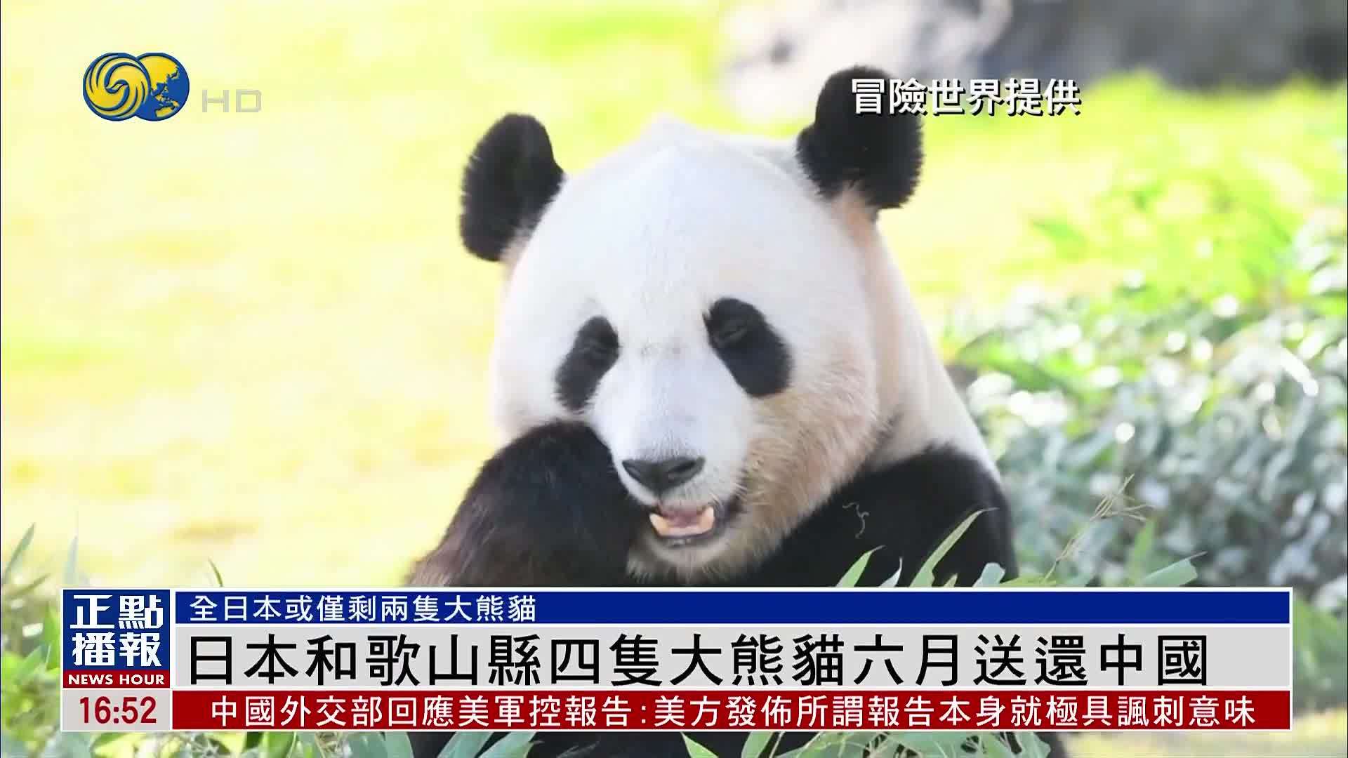 日本和歌山县四只大熊猫六月送还中国