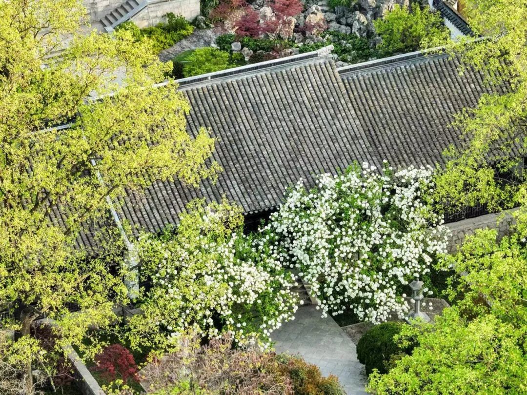 当博物馆遇见图书馆：于世界读书日再次聚焦南京藏书文化