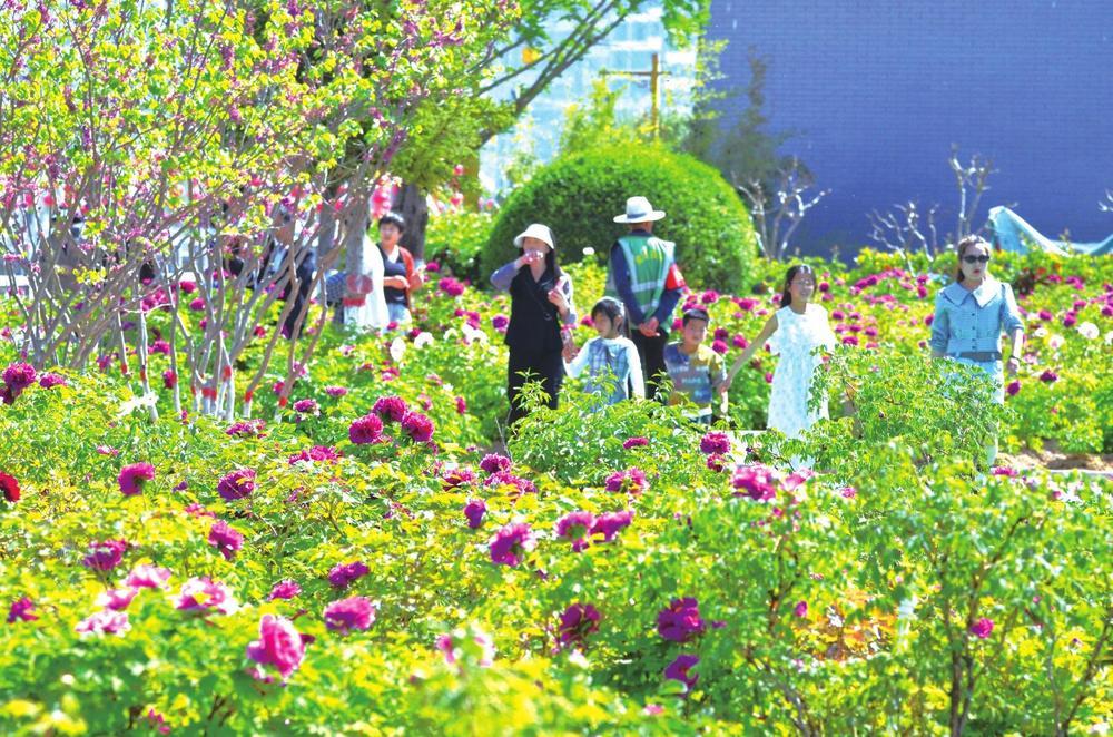 近日，礼县西汉水风情线牡丹园内，一株株牡丹花陆续绽放，争奇斗艳。新甘肃&middot;甘肃经济日报通讯员　徐瑞　摄