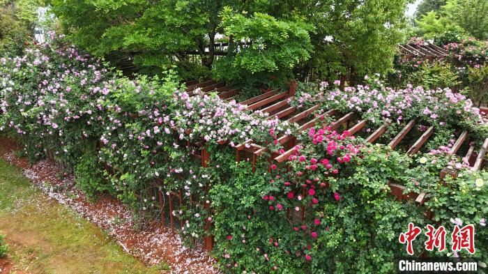 4月20日,走进江西南昌红谷滩区滨江月季园,十三万株月季花迎来盛花期,吸引了众多市民游客打卡游玩。滨江月季园栽种月季总面积达5000平方米,拥有200多个品种的月季花,月季品种以大花月季为主,布置有丰花月季品种展区、微型品种展区、地被月季展区、藤本月季展区,花期将持续到11月。图为满是月季花的园内长廊。(无人机照片) 熊锦阳 摄